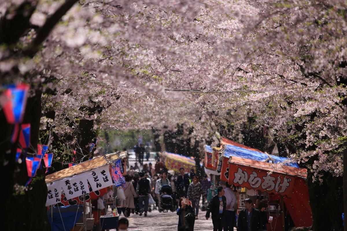 楽歩堂前橋公園の花見・桜情報 2025 ウェザーニュース