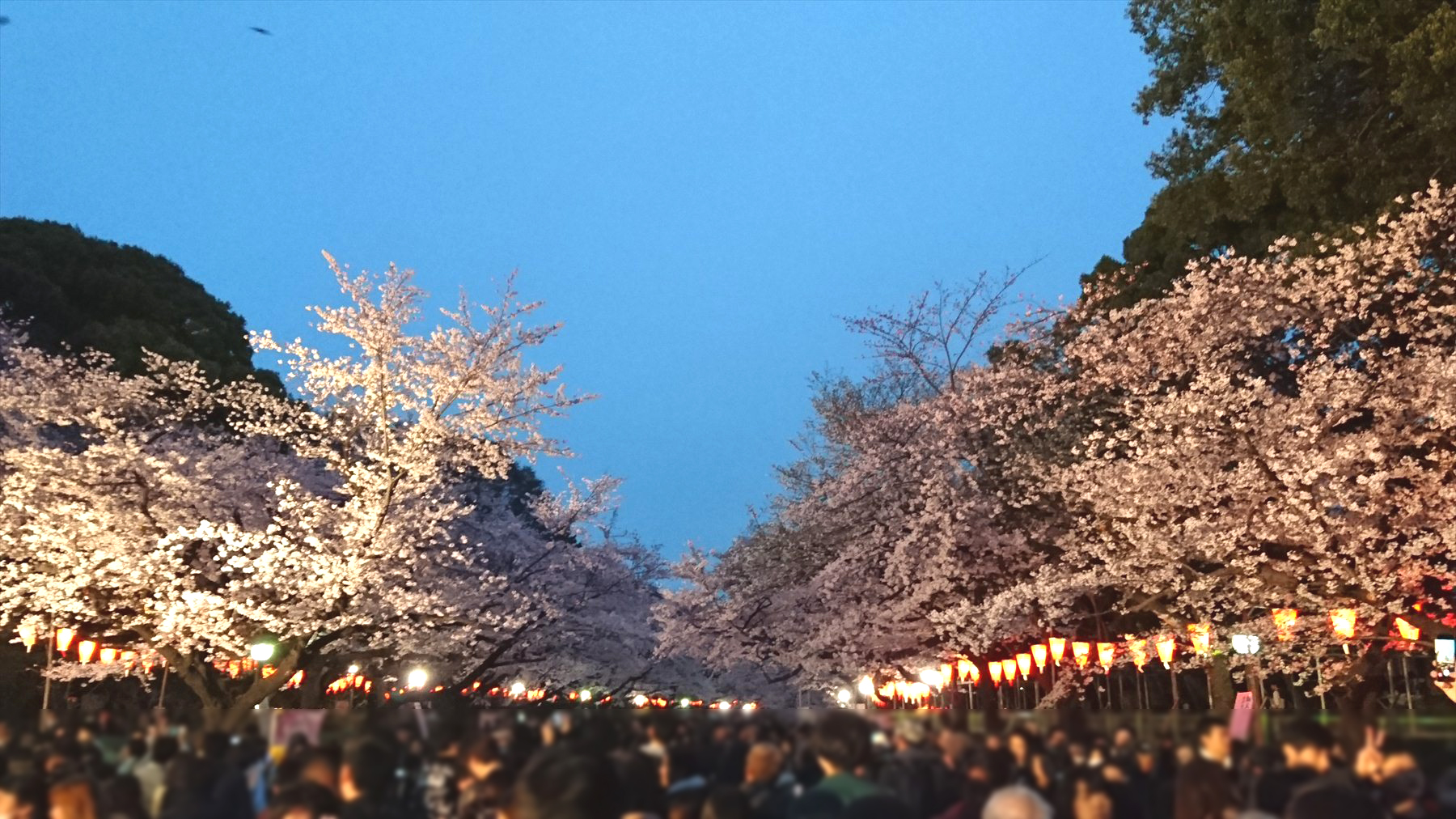 上野公園の桜を見るときポイントとより楽しむ為のコツ