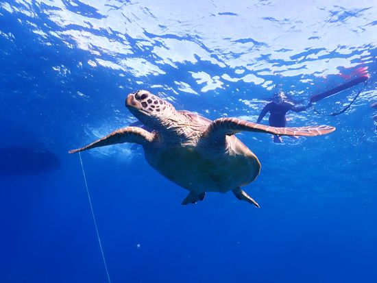 幻の島・石垣島でパラセーリング・体験ダイビング・シュノーケリングをツアーで楽しもう！ブルーラグーン石垣島 公式