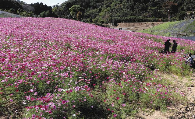 夏の志摩観光農園 ひまわり畑の写真素材80479732- PIXTA