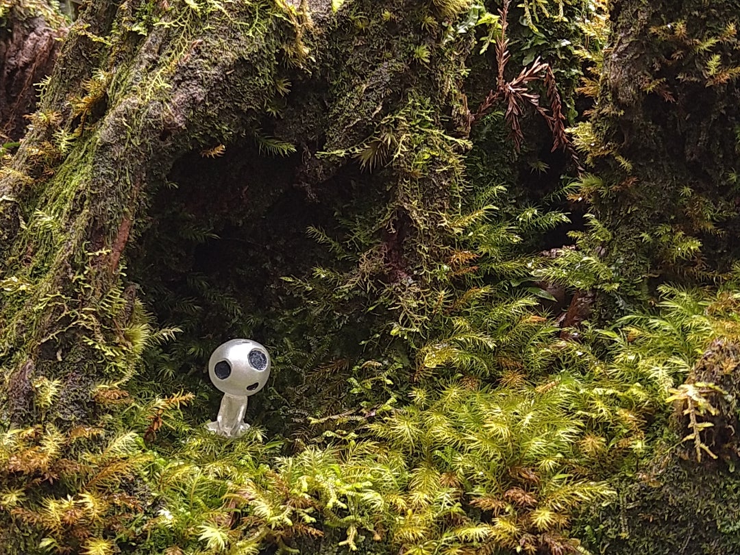 屋久島ガイドの『 白谷雲水峡もののけの森とこだま✨』2022年12月16日撮影❗空と水と光と風の屋久島便り