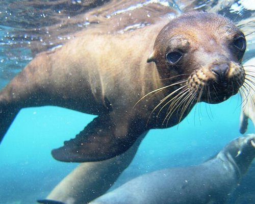 ウミイグアナの尾端の肉を食べに来たガラパゴス諸島 エスパニョーラ島 英フッド島固有種のフッドマネシ 81145014168 の写真・イラスト素材アマナイメージズ