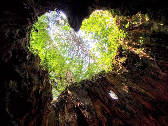 屋久島 1日 ハート型のパワースポット『ウィルソン株』を巡るゆったりトレッキングツアー☆ 荒川登山口までバス移動付き♪No.23