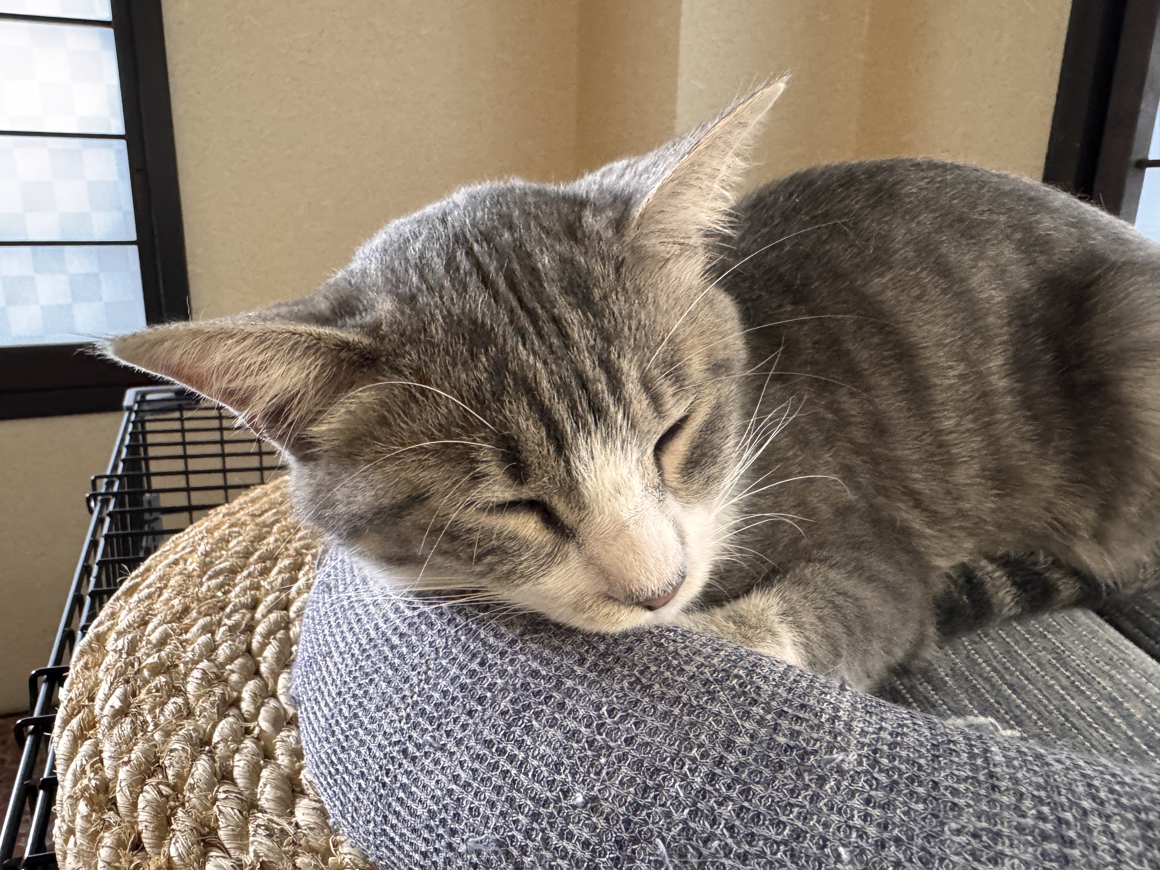 草津温泉 なかにゃんずツアー1日目 - 一般道各駅停車の旅