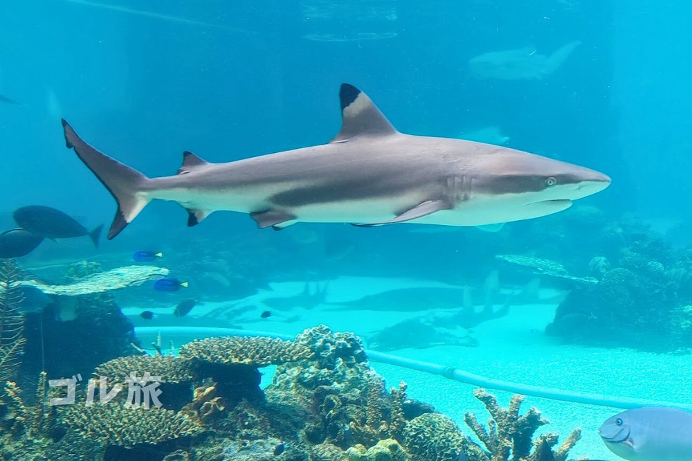 シーワールド リゾートSea World Resort-メイン ビーチ-2025年最新の料金比較・口コミ・宿泊予約-トリップアドバイザ