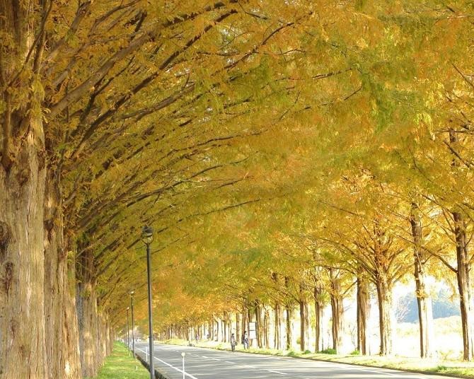 福定の大銀杏 紅葉の見頃やアクセス、駐車場や所要時間を紹介