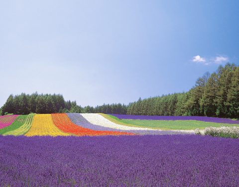 ファーム富田 夏の富良野を駆け抜ける富良野・美瑛ノロッコ号の今年一番列車乗車！窓ガラスがなくこれからの季節景色抜群です