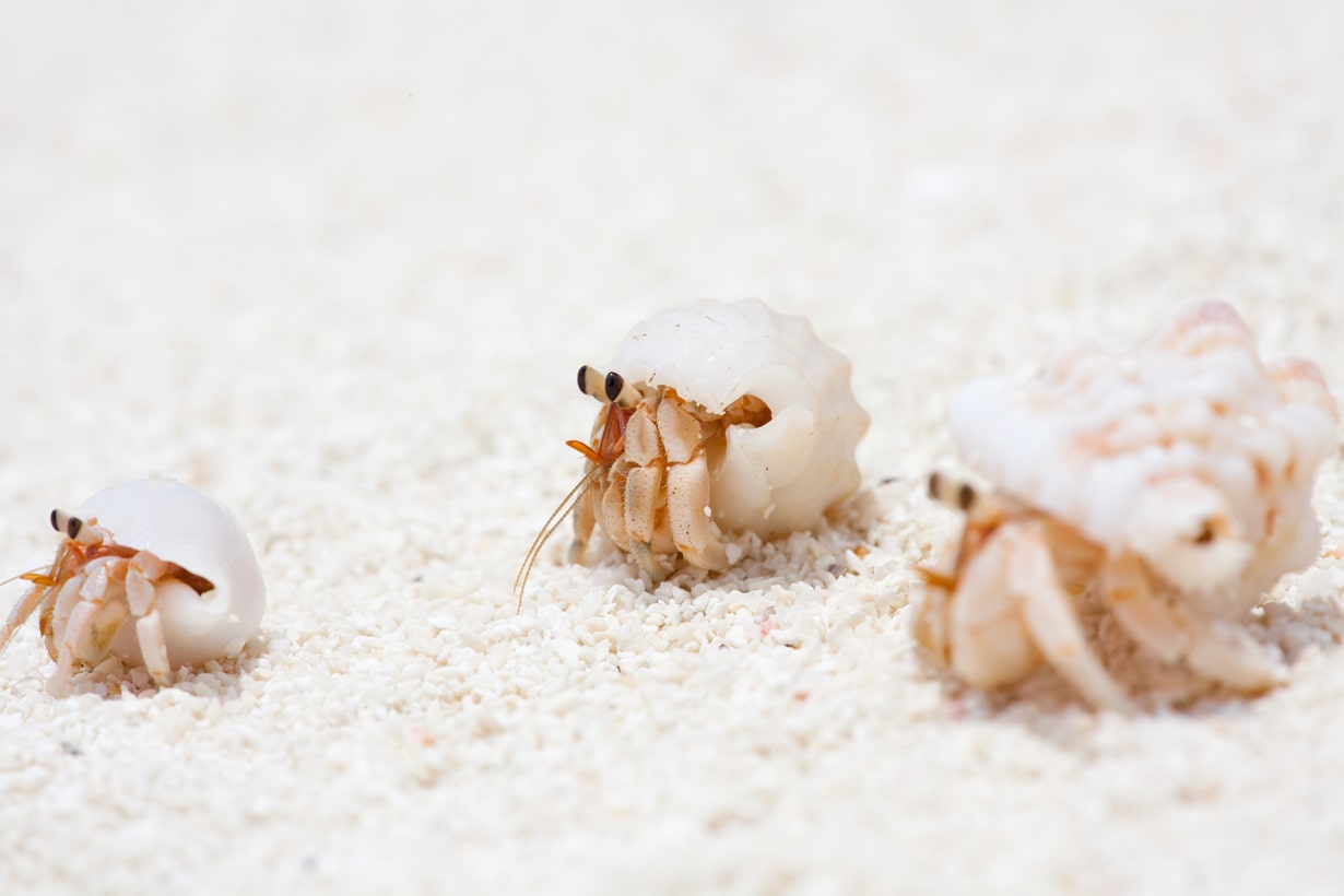 ヤドカリの種類、生態、飼い方Petpedia