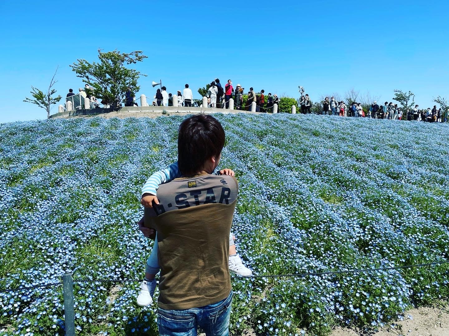 大阪 舞洲 ネモフィラ 開花状況TikTok
