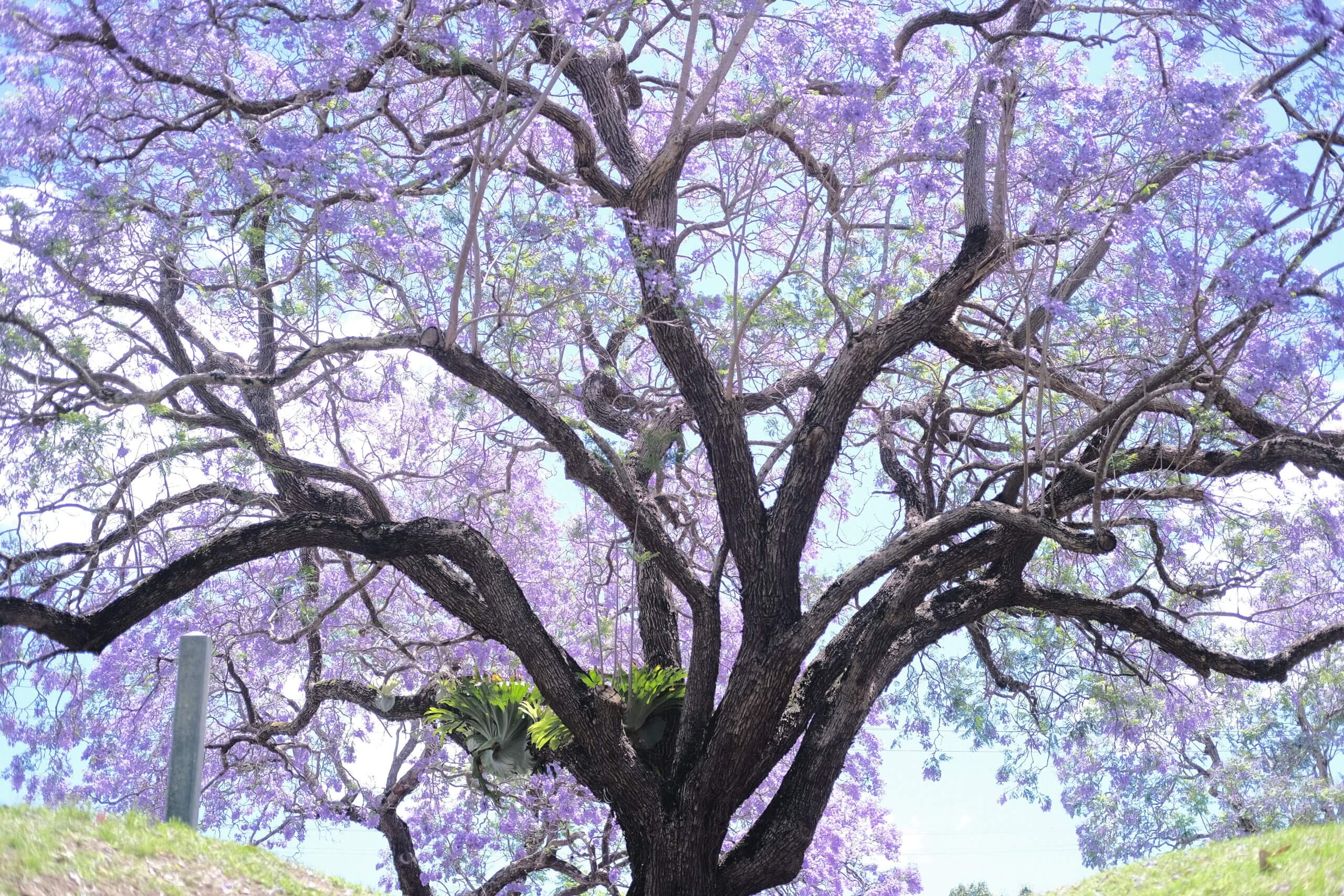 花は今が見頃、シドニー桜まつり2024イベントリポートSBS Japanese