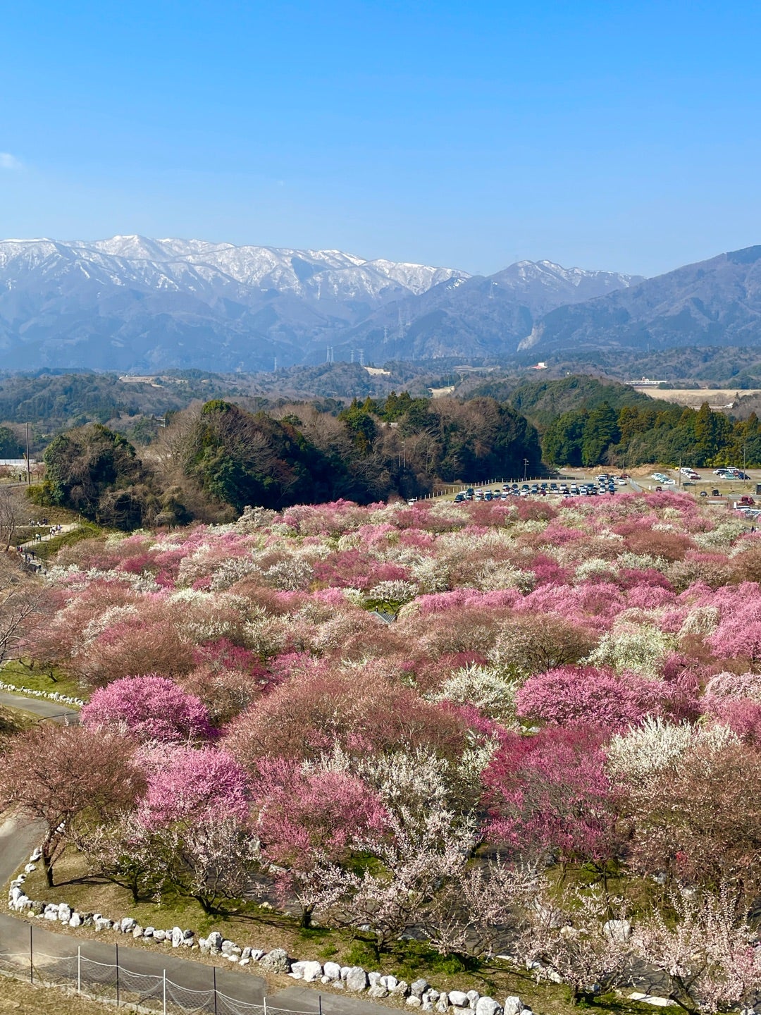 梅狩りに行ってきました - いなべ市農業公園 梅林公園 のクチコミ - じゃらんnet