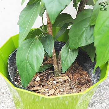 ナガエコミカンソウ 長柄小蜜柑草: 草花と自然Blog