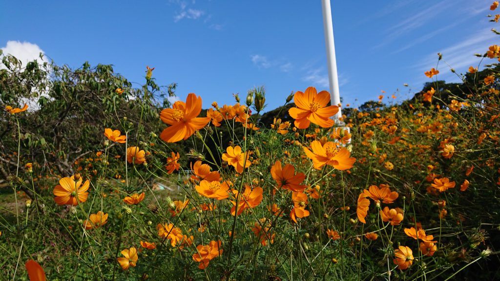 柳山アグリランド薩摩川内市観光物産ガイド こころ