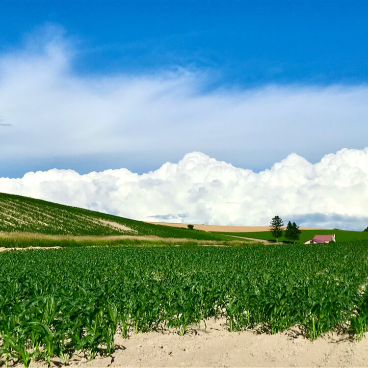 赤い屋根のある丘 -北海道 の詳細情報ことりっぷ
