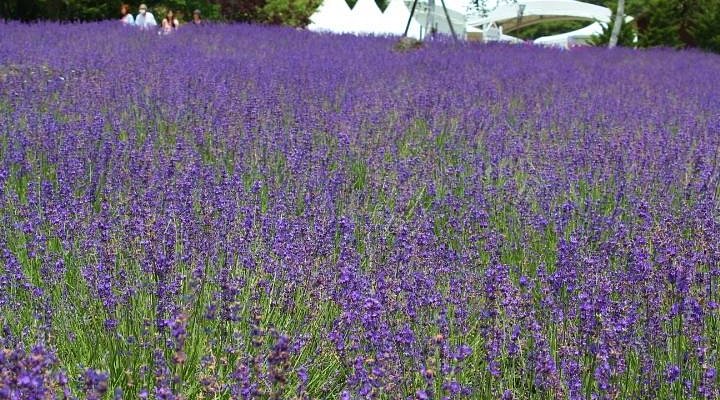 バスでたんばらラベンダーパークへ行こうたびらいバスツアー予約