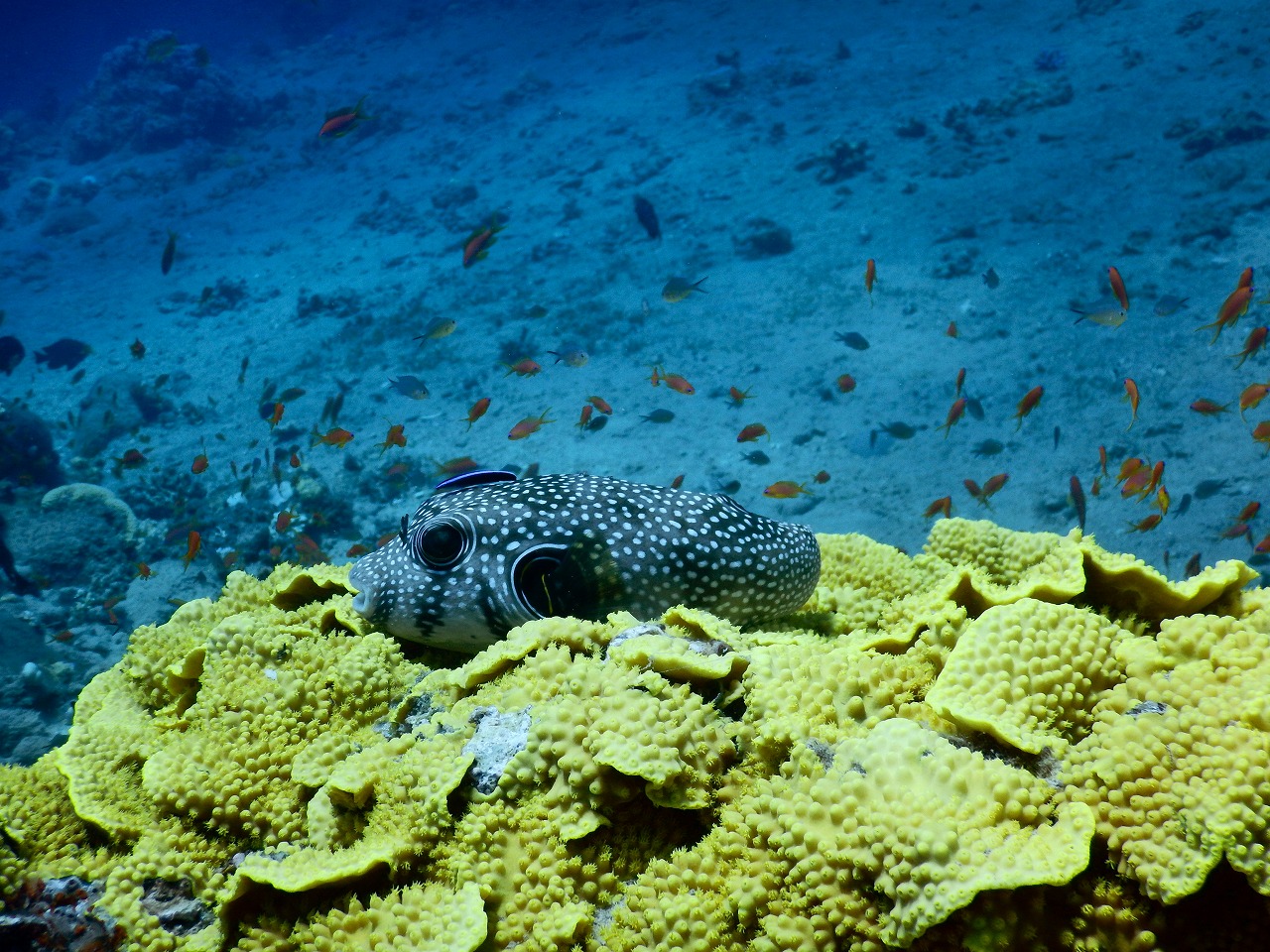 滞在費１ヶ月３万５千円！？海外の安すぎるリゾート地、エジプト『ダハブ』について語りたい – hirokenji.com