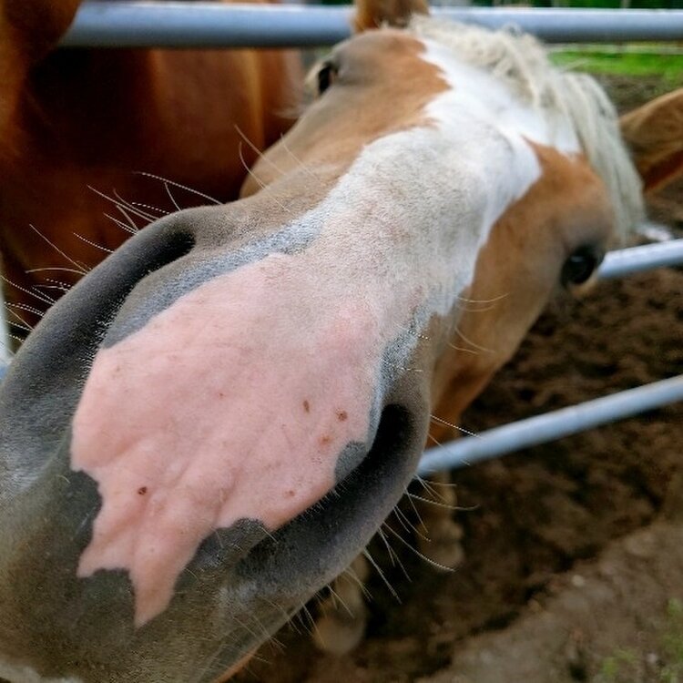 川湯温泉 北海道 ×子連れ口コミで人気の温泉宿・旅館！2025年のおすすめ9選お湯たび