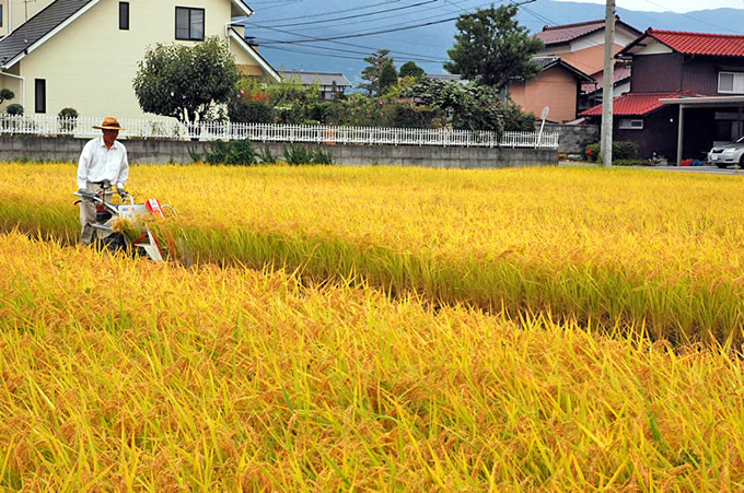 田んぼの草刈りに適した時期・農機具・コツをプロ目線で解説中古農機具の高価買取査定なら アグリユース