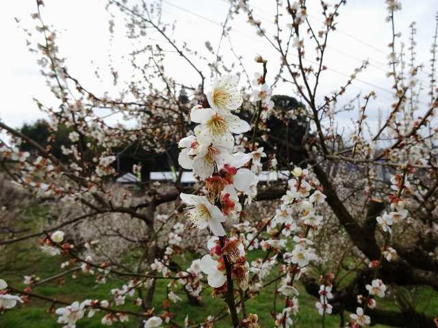 八女市立花の梅 谷川梅林 を散策しました。かすけーどのブログCASCADE WRXS4 - みんカラ
