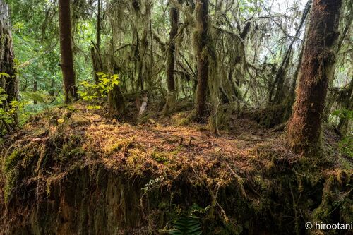 オリンピック国立公園 ワシントン州WEST COASTER