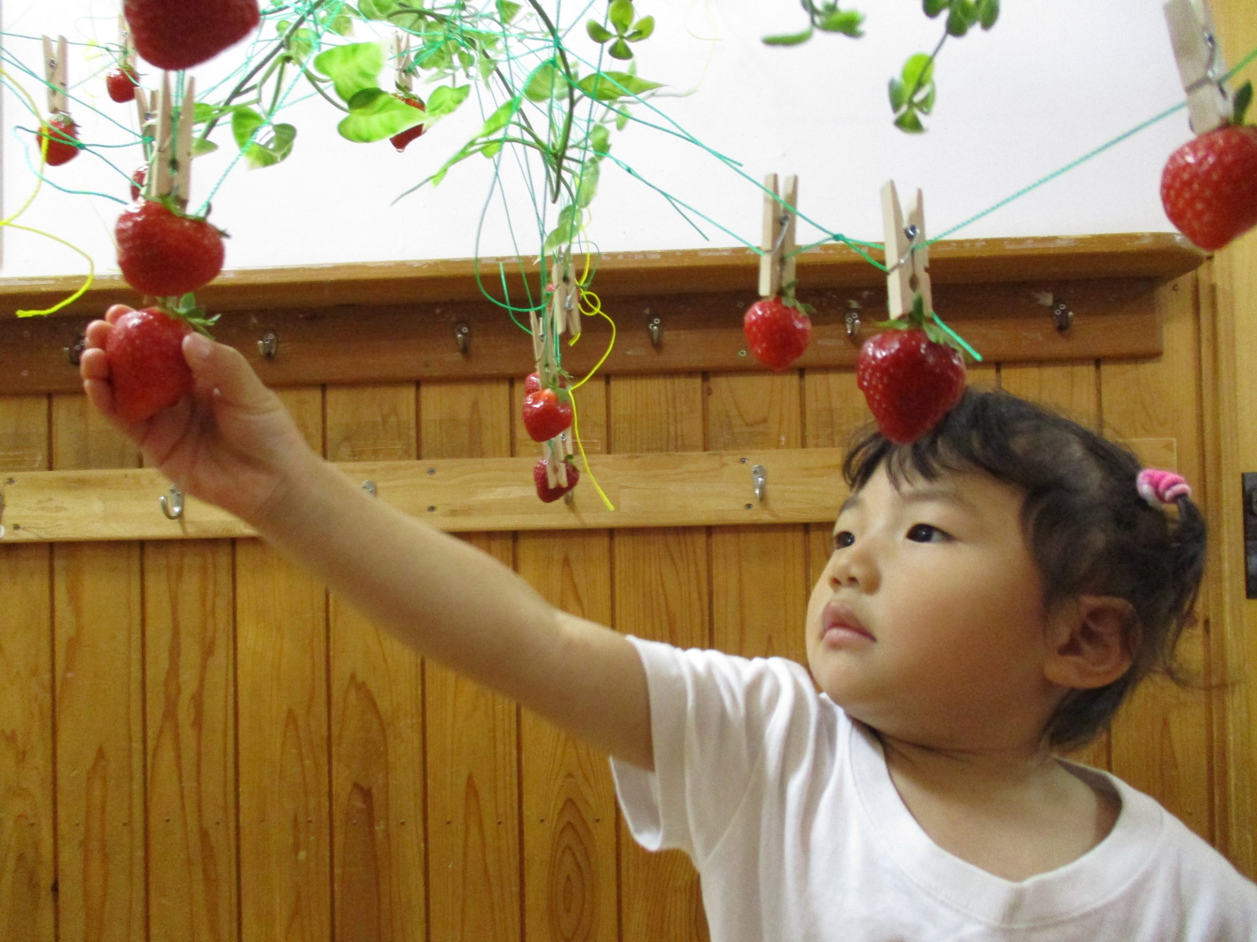いちご狩りごっこ社会福祉法人 つぼみ会つぼみ保育園