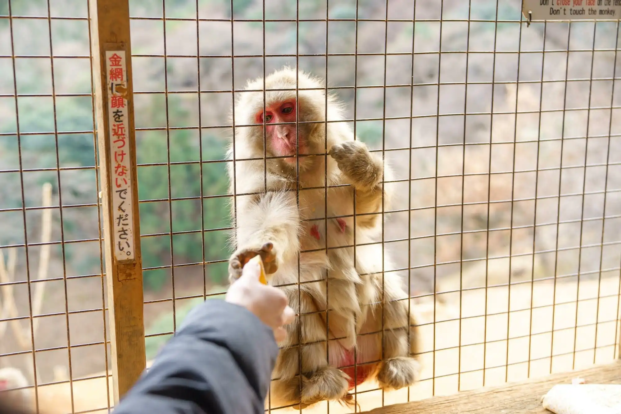 嵐山モンキーパークいわたやま アクセス・営業時間・料金情報 - じゃらんnet