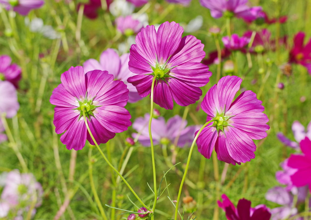 コスモス畑に気球があった♪ ～稲美町加古の稲加のコスモスまつり～』加古川・播磨・高砂 兵庫県 の旅行記・ブログ by ぶたくまさん フォートラベル