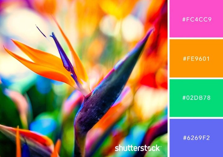 南国の風景 からインスピレーションを得たカラーパレット - Shutterstock Blog 日本語