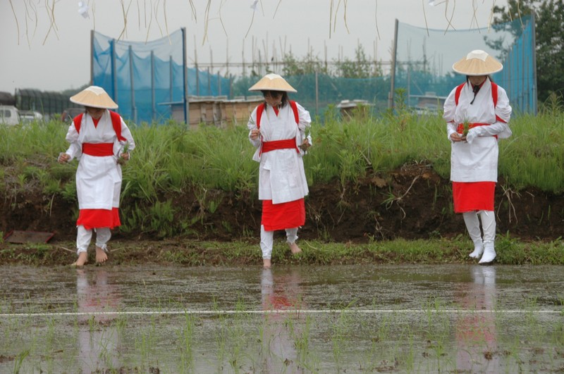 小中高生の早乙女 田植え 高岡と射水の献穀田 ：北陸中日新聞Web