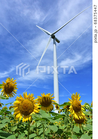 あわら夢ぐるま公園のひまわり。歩きたくなる径