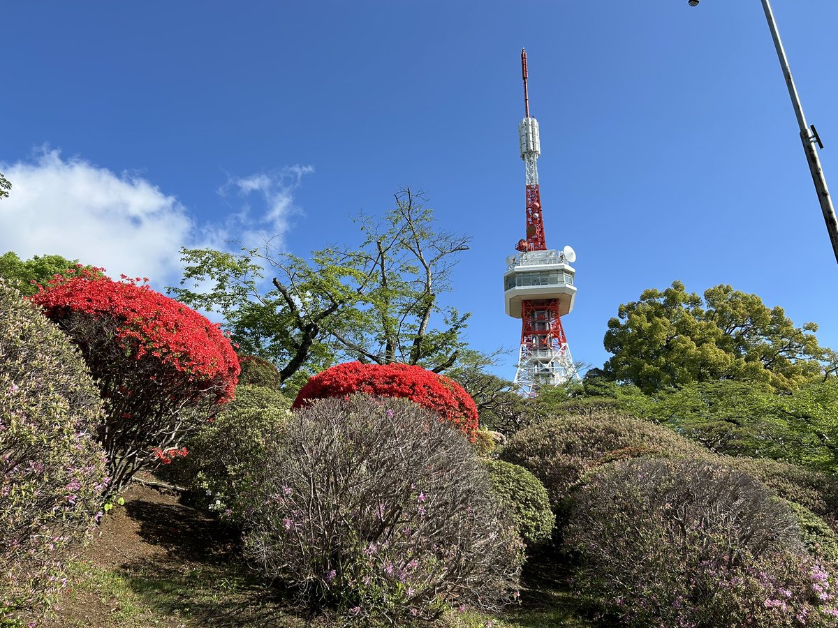 宇都宮市 桜満開！八幡山公園 - 大森紀明 オオモリノリアキ選挙ドットコム