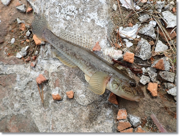 宮城釣り 宮城県の東松島の野蒜サーフでマゴチ釣り！６月と７月の２日間の釣行です