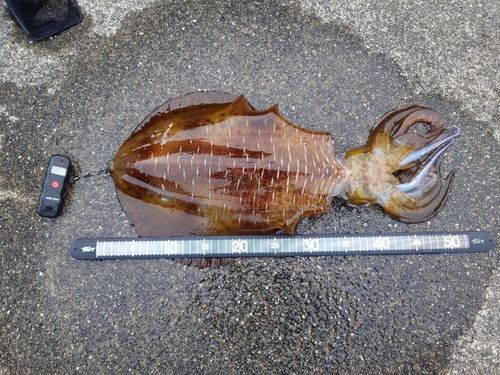 宇久島釣り遠征 2025さそりブログ