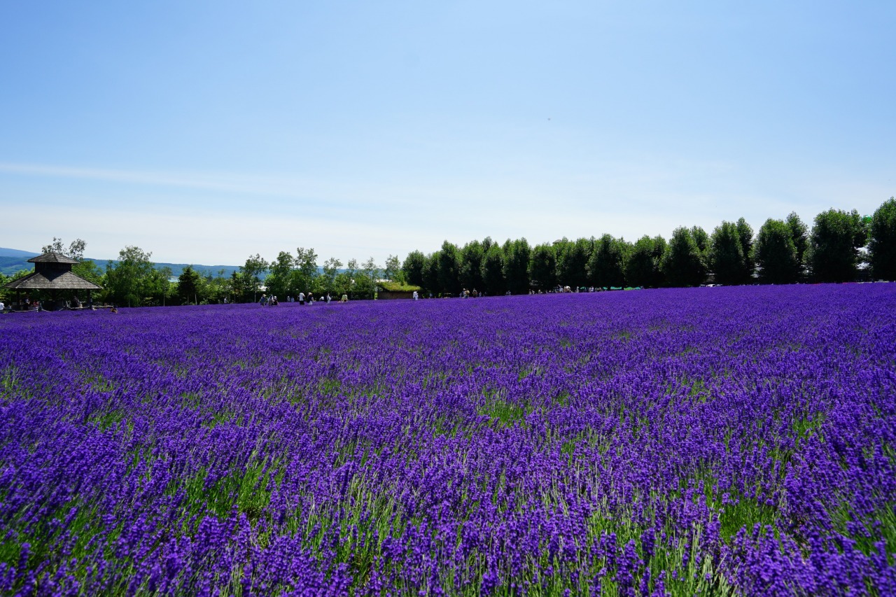 ファーム富田札幌からの日帰りドライブlog
