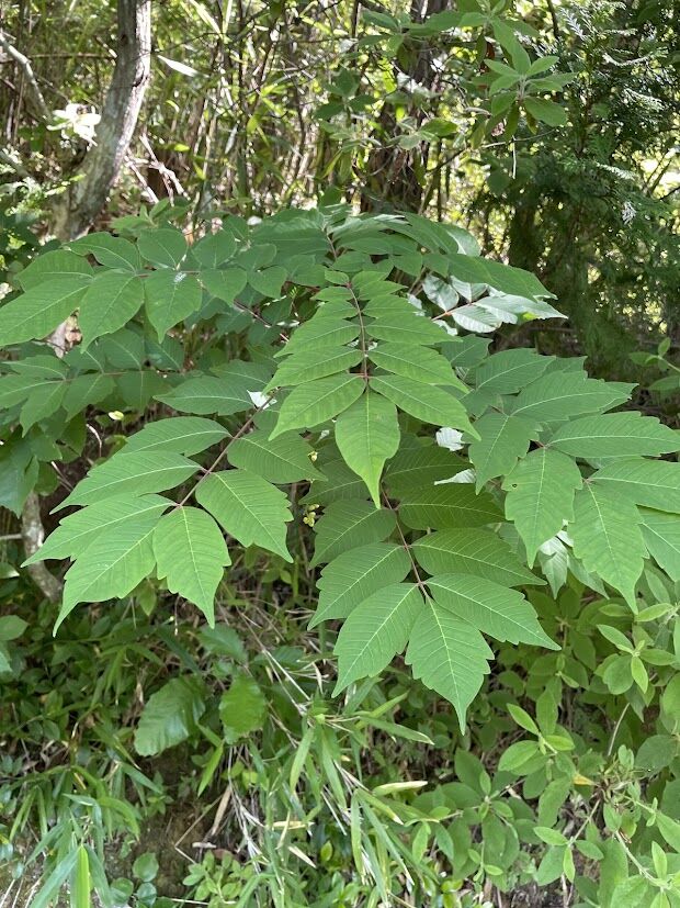 公園へ行こう 奈良県公式ホームページ