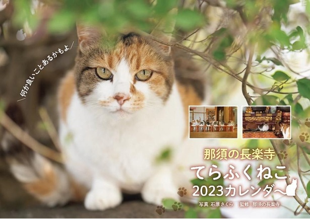 猫ちゃんをむんずとつかんで懐へお寺の住職の朝が幸せそうすぎる！ おたくま経済新聞 ｄメニューニュース NTTドコモ