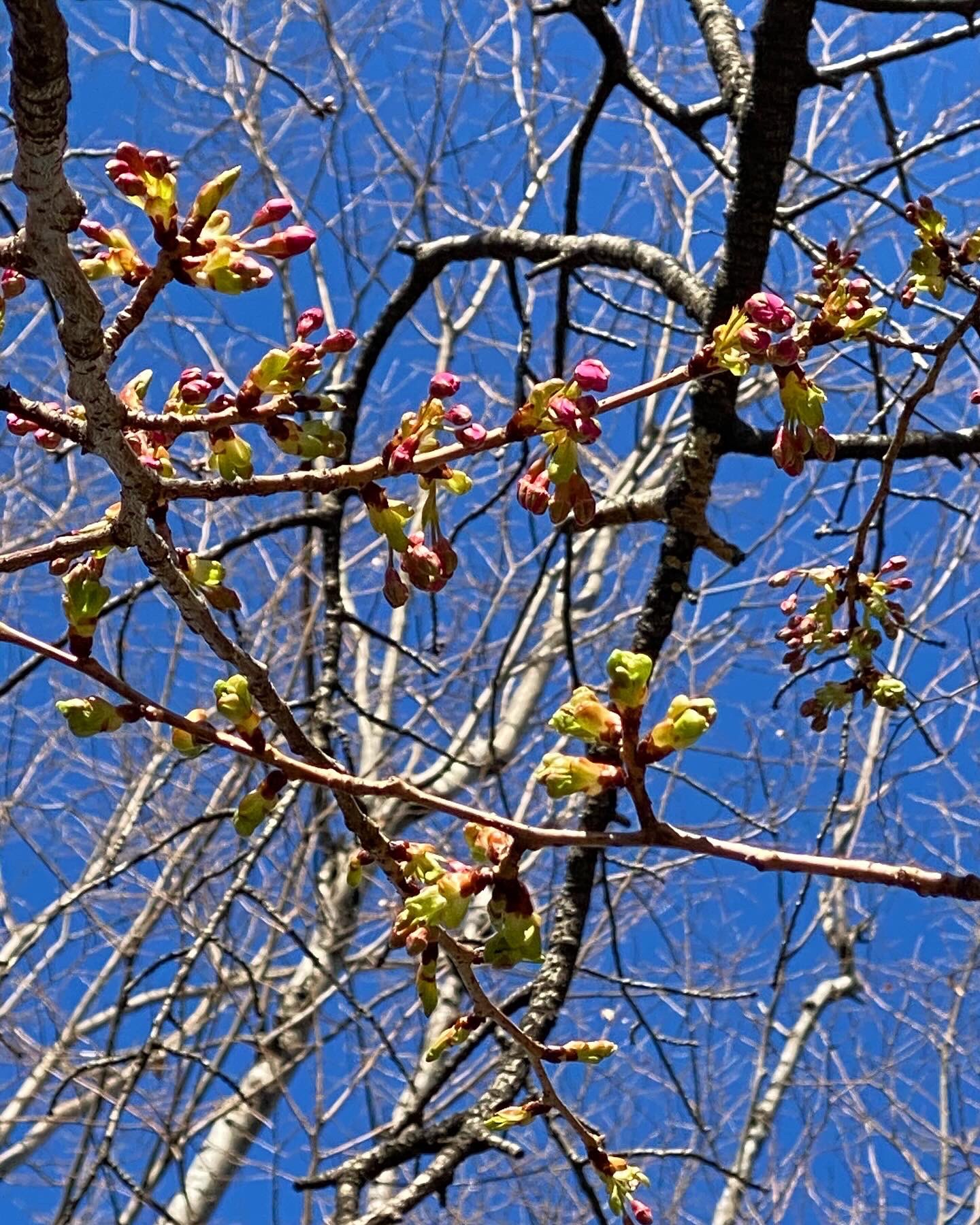 女性に人気 ホテルスプリングス幕張プレミアのジャパニーズスイート 和室OZmall 宿泊予約