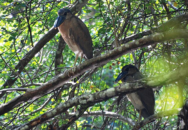 470点を超えるカラクムルのストックフォト、写真、そしてロイヤリティフリーの画像 - iStock