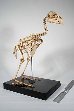 Amazon.co.jp: 長友先生のワールドセレクション 英語ゲーム 文字と単語のペア探し アルファベット ゴーフィッシュ 正規品 AM3-JNS: おもちゃ