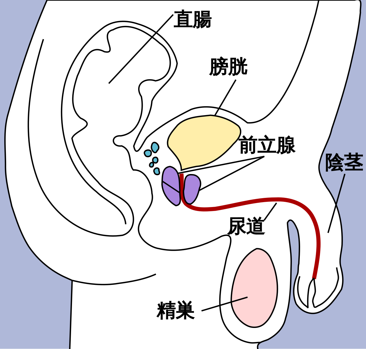 泌尿器専門医が解説】異物を入れずにカリ高ペニスを作る唯一の方法