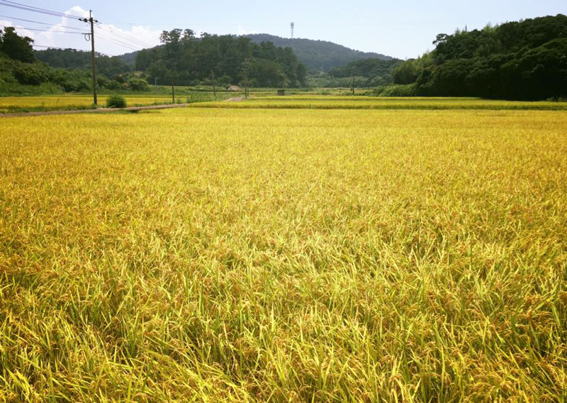 10月13日 日 田んぼのがっこう 稲刈り 無事終了しました！ いつになく参加人数が少ない中 子どもたちの気まぐれお手伝いと少人数ながらも手慣れた大人たちにより 思ったより早く終了！ 今年はどれくらいの収量でしょうか？！ 1週間天日干し！ねっこ自然農園お米