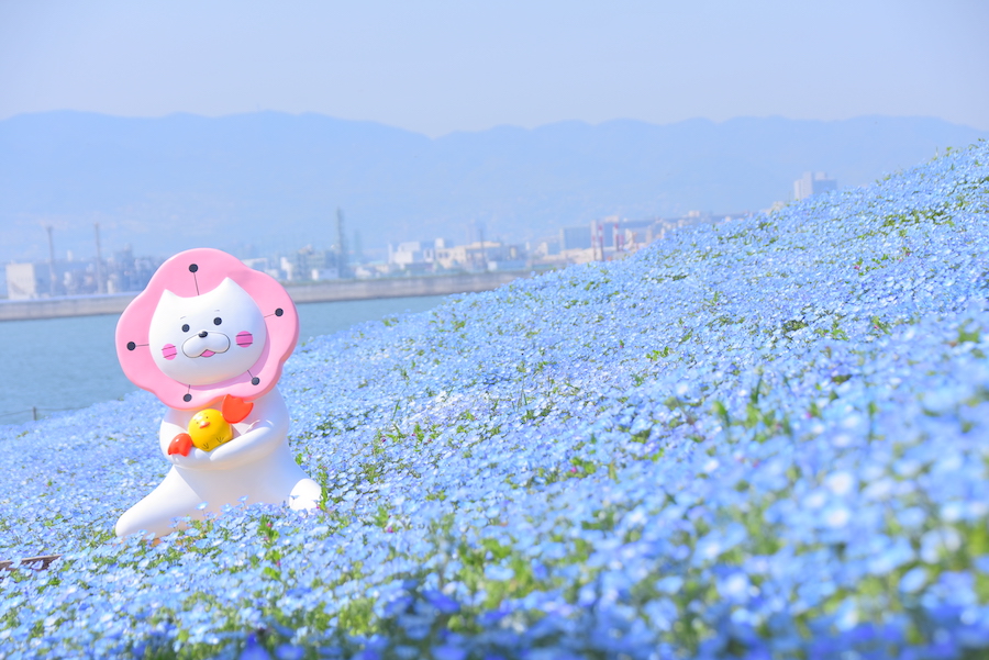 2025年 関西でネモフィラが見れるおすすめスポット17選