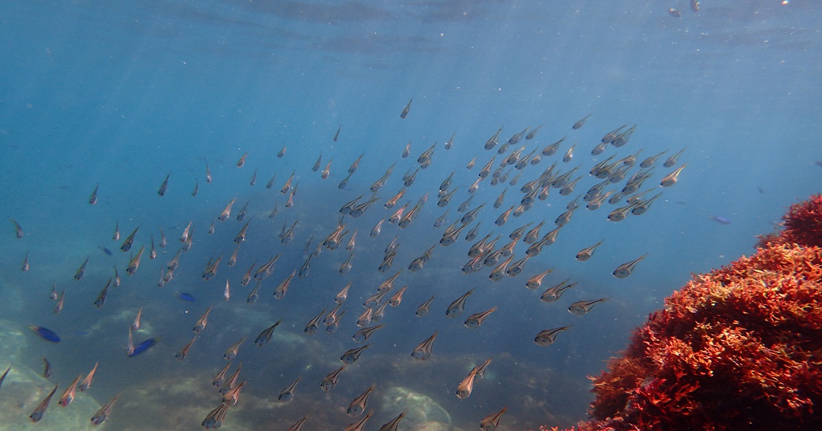 西伊豆シュノーケリング