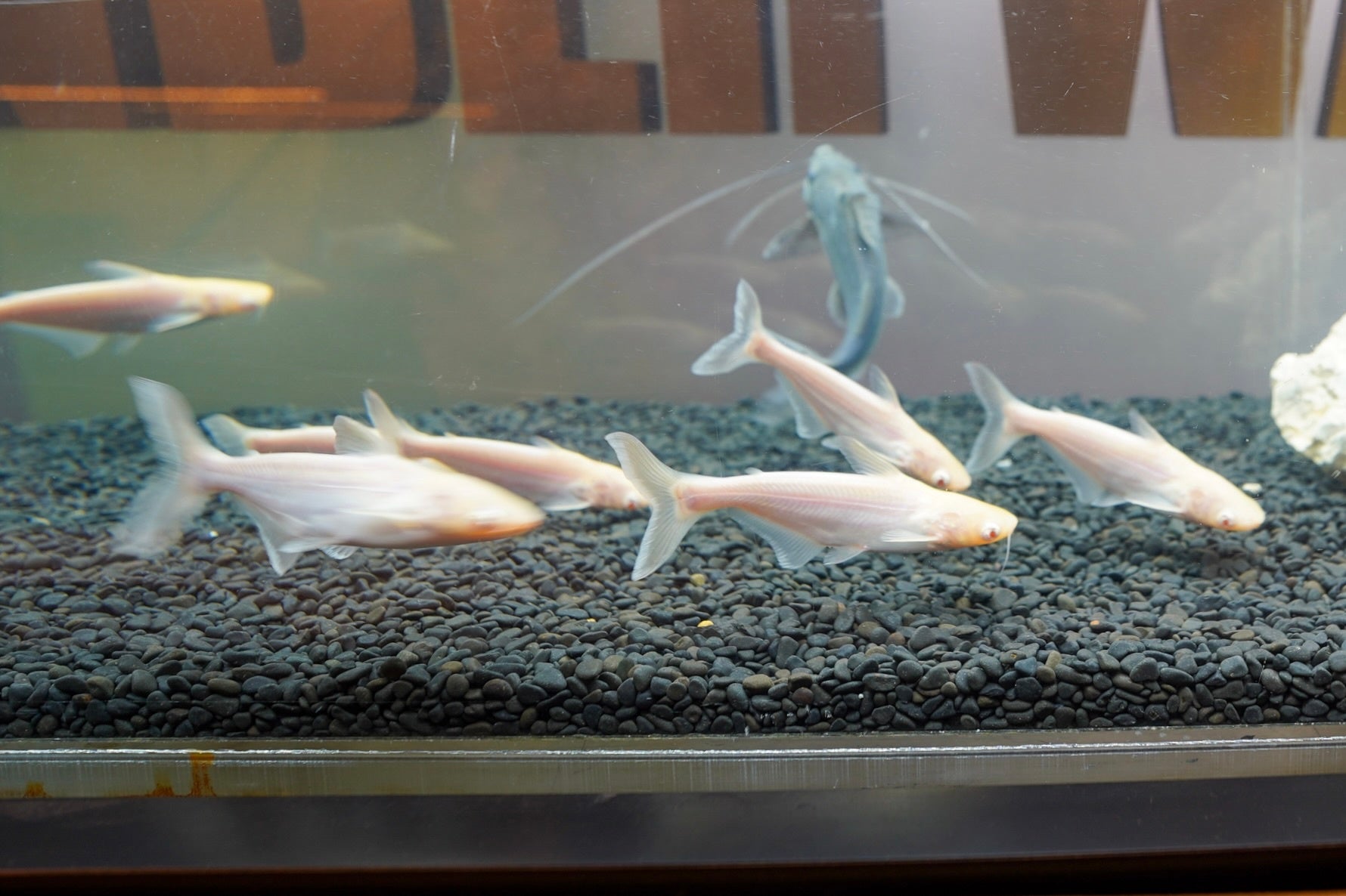 名古屋初上陸！ UNDER WATER SPACE NAGOYAアート×宇宙×アクアリウムをテーマにした期間限定の水族館🪐🚀🌏°.✧⚡︎🐠👽 宇宙を旅する水族館🐟🐠🌊アクアリウムクリエイター「GAKYO MIYAZAWA」を始め、さまざまなアーティストとコラボレーションした展示となっています