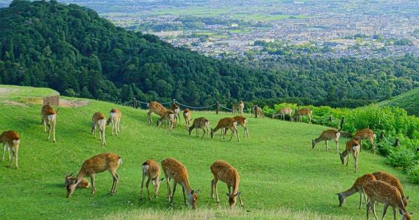 奈良 意外と知らない？隠れた穴場スポットをご紹介します☆aumo アウモ