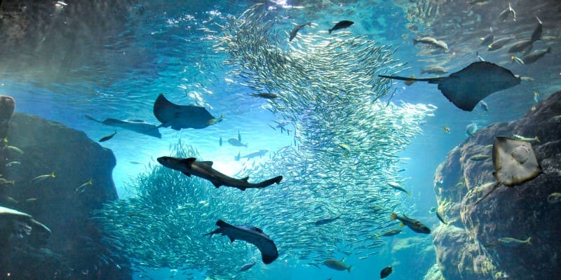 新江ノ島水族館 - 鎌倉・湘南の人気観光地をご紹介！公式 観光フリーペーパー『旅うらら』