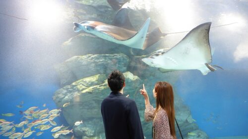 オーストラリア オーストラリア初の水中ホテル 「REEFSUITES」に宿泊ロイヤルロードTopicsロイヤルロードオーダーメイドの海外旅行で究極の旅をJTBロイヤルロード銀座