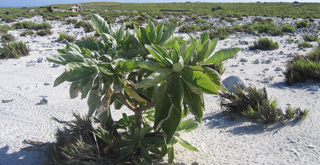 アッツ島 – HiSoUR – Ciao, così sei